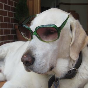 Meet your Posher, Judy